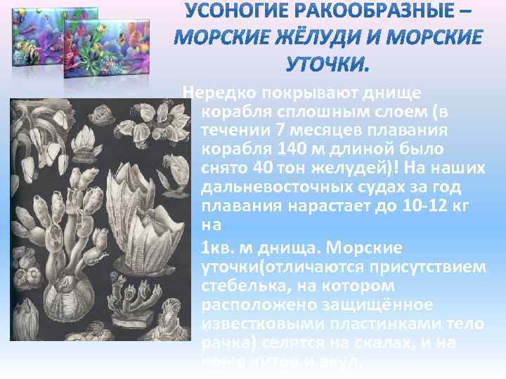 Нередко покрывают днище корабля сплошным слоем (в течении 7 месяцев плавания корабля 140 м