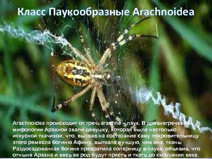 Класс Паукообразные Arachnoidea происходит от греч. arachne – паук. В древнегреческой мифологии Арахной звали