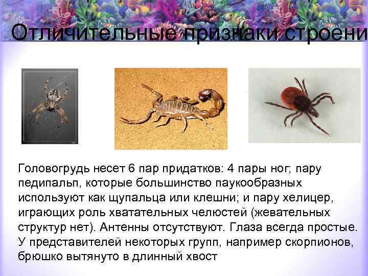 Отличительные признаки строени Головогрудь несет 6 пар придатков: 4 пары ног; пару педипальп, которые