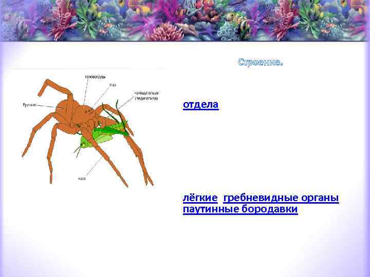 Строение. Традиционно в теле паукообразных выделяют два отдела — головогрудь и брюшко. Головогрудь состоит