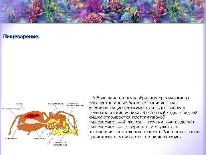 Пищеварение. Пищеварительная система у разных представителей паукообразных сильно варьирует. Передняя кишка обыкновенно образует расширение