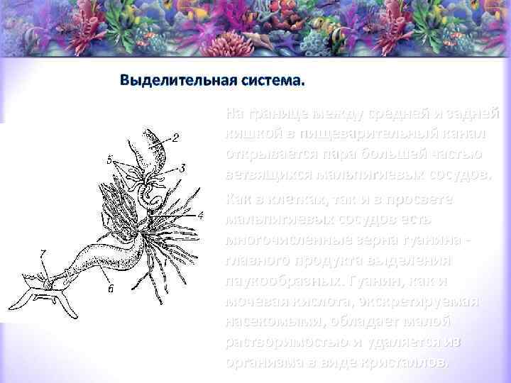 Выделительная система. На границе между средней и задней кишкой в пищеварительный канал открывается пара