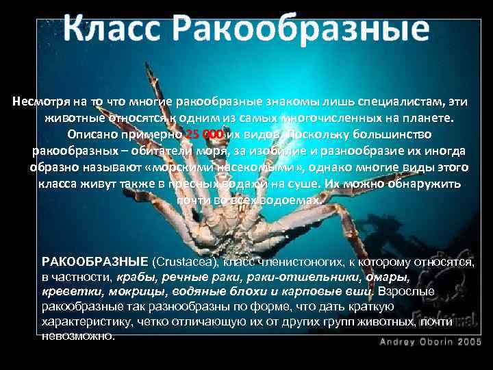 Класс Ракообразные Несмотря на то что многие ракообразные знакомы лишь специалистам, эти животные относятся