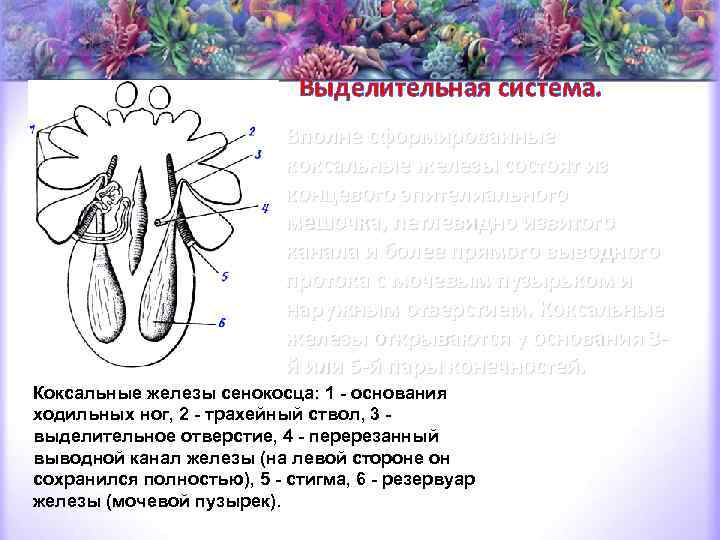 Выделительная система паукообразных кратко