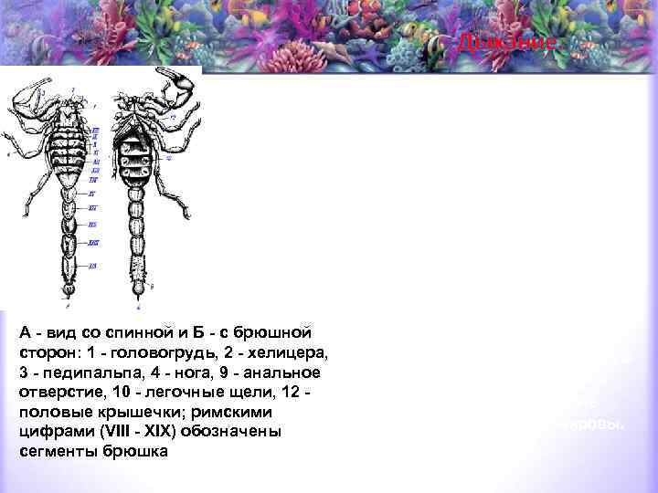 Дыхание. Органы дыхания паукообразных разнообразны. У одних - это легочные мешки, у других -