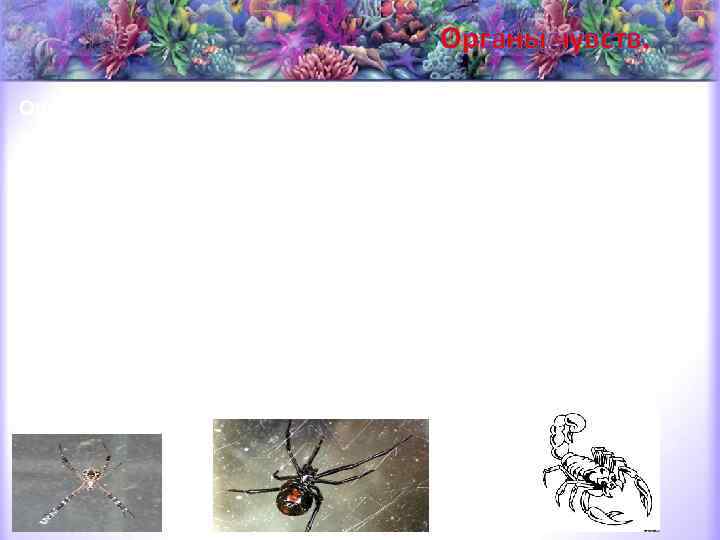 Органы чувств паукообразных разнообразны. Очень важные для паукообразных механические, осязательные раздражения воспринимаются различно устроенными