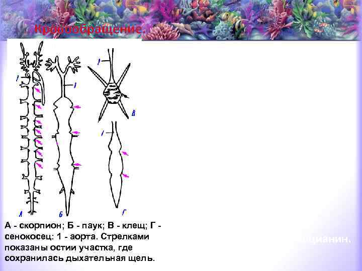 Кровообращение. От переднего и заднего концов сердца (скорпионы) или только от переднего (пауки) отходит