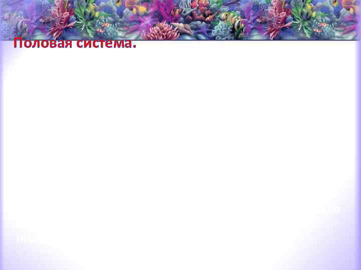 Половая система. Паукообразные раздельнополы. Половые железы лежат в брюшке и в наиболее примитивных случаях