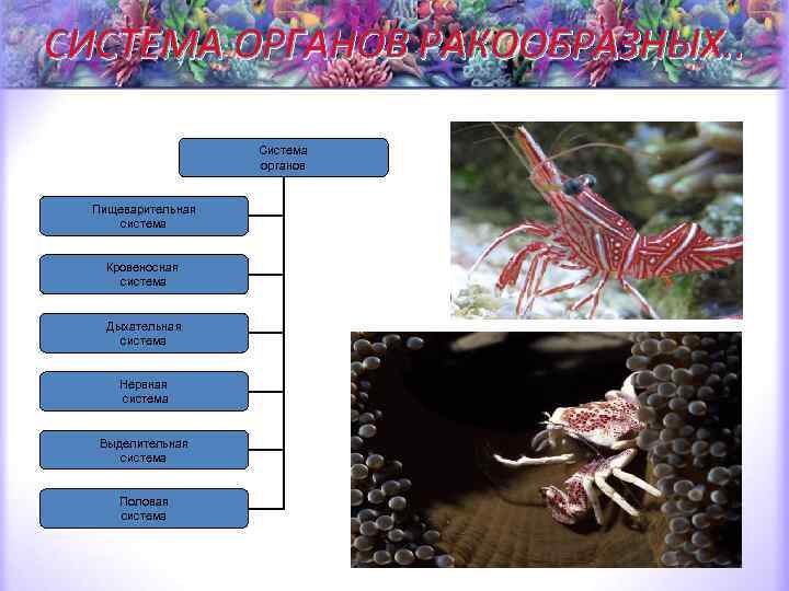 СИСТЕМА ОРГАНОВ РАКООБРАЗНЫХ. . Система органов Пищеварительная система Кровеносная система Дыхательная система Нервная система