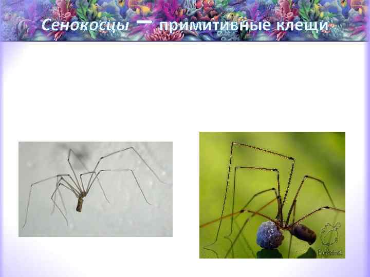 Сенокосцы – примитивные клещи Их длинные ноги могут легко отрываться, а их хозяин в