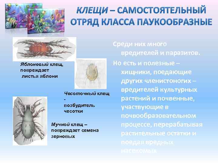 Яблоневый клещ, повреждает листья яблони Чесоточный клещ возбудитель чесотки Мучной клещ – повреждает семена