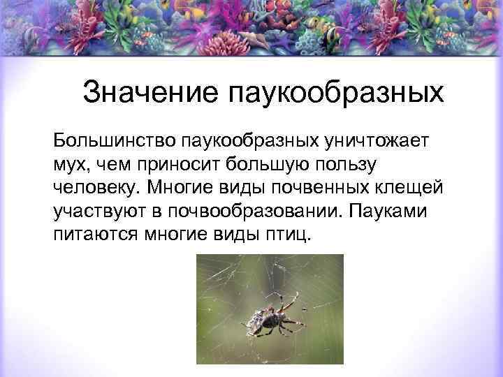 Значение паукообразных Большинство паукообразных уничтожает мух, чем приносит большую пользу человеку. Многие виды почвенных