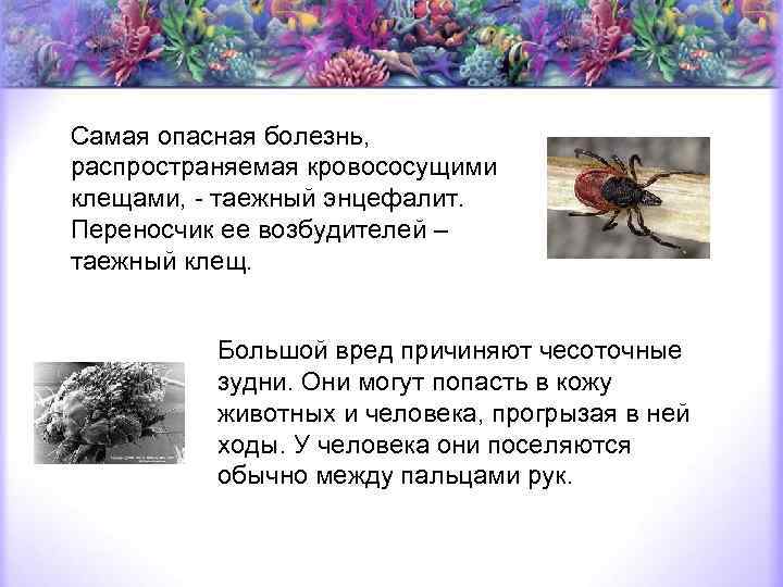 Самая опасная болезнь, распространяемая кровососущими клещами, - таежный энцефалит. Переносчик ее возбудителей – таежный