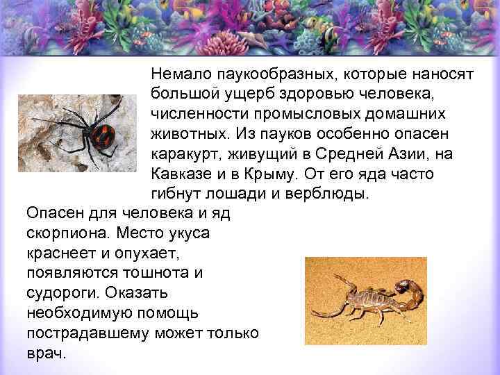 Немало паукообразных, которые наносят большой ущерб здоровью человека, численности промысловых домашних животных. Из пауков