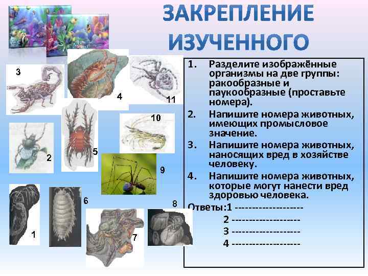 1. 3 4 5 2 6 1 7 Разделите изображённые организмы на две группы: