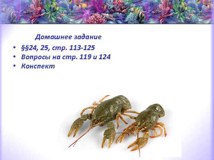  • Домашнее задание • • • §§ 24, 25, стр. 113 -125 Вопросы