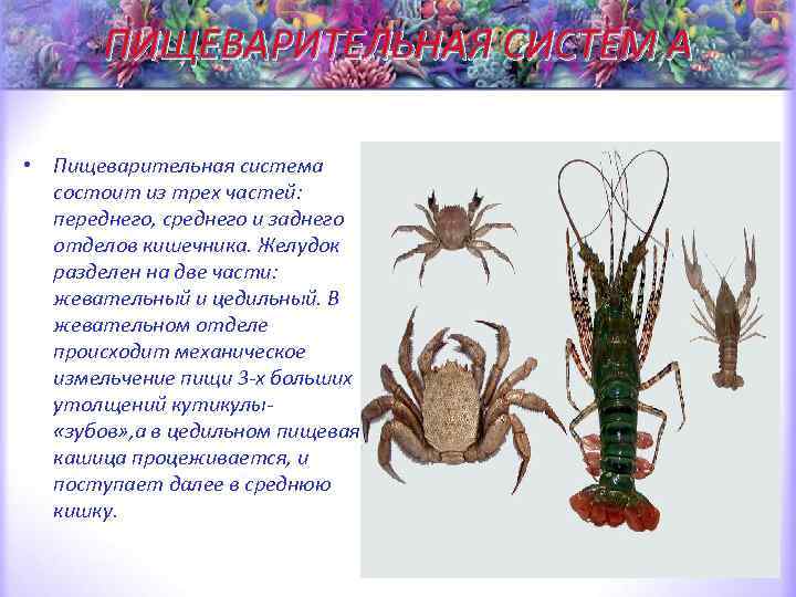 ПИЩЕВАРИТЕЛЬНАЯ СИСТЕМ А • Пищеварительная система состоит из трех частей: переднего, среднего и заднего