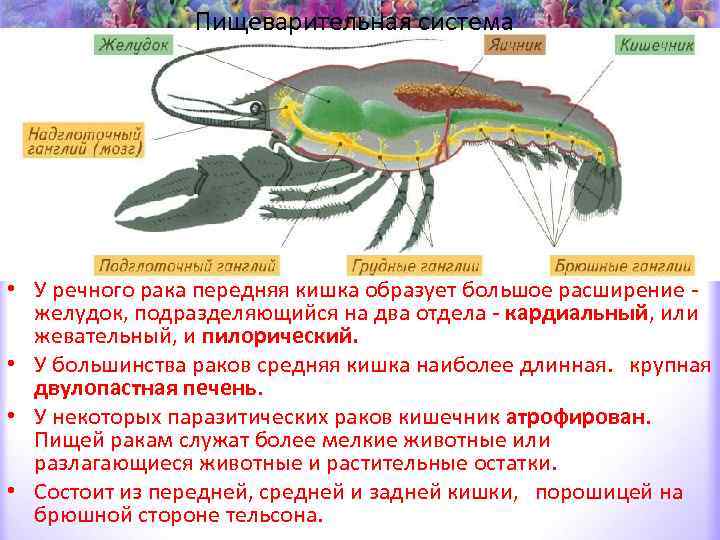 Органы зрения у ракообразных. Пищеварительная система ракообразных. Нервная система ракообразных кратко. Строение Омара внутреннее.