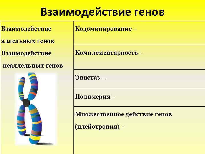 Взаимодействие генов Взаимодействие Кодоминирование – аллельных генов Взаимодействие Комплементарность– неаллельных генов Эпистаз – Полимерия