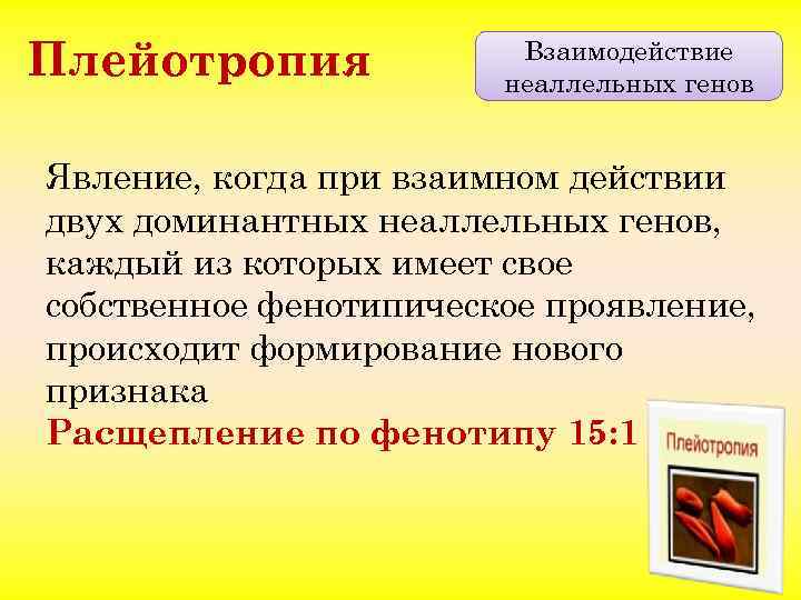 Плейотропия Взаимодействие неаллельных генов Явление, когда при взаимном действии двух доминантных неаллельных генов, каждый