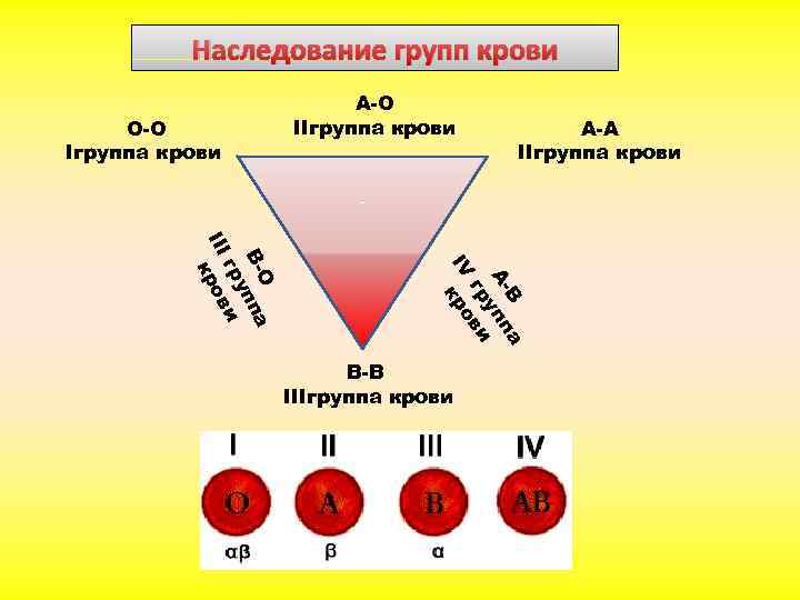 Наследование групп крови О-О Iгруппа крови А-O IIгруппа крови А-А IIгруппа крови а B