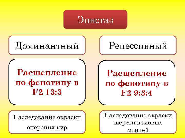 Эпистаз Доминантный Рецессивный Расщепление по фенотипу в F 2 13: 3 Расщепление по фенотипу