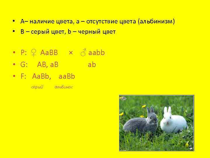  • А– наличие цвета, a – отсутствие цвета (альбинизм) • B – серый