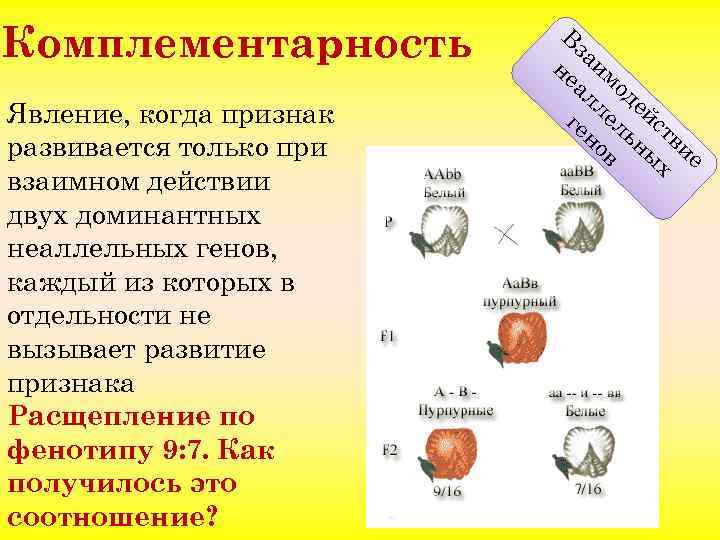 Комплементарность Явление, когда признак развивается только при взаимном действии двух доминантных неаллельных генов, каждый