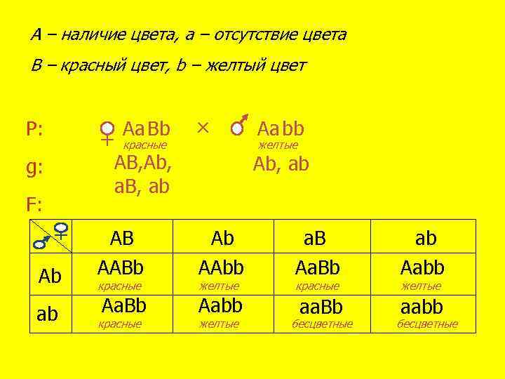 A – наличие цвета, a – отсутствие цвета B – красный цвет, b –