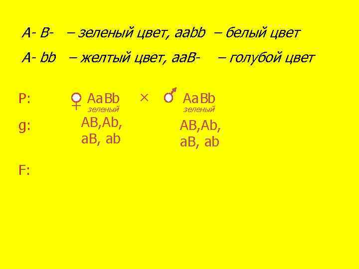 A- B- – зеленый цвет, aаbb – белый цвет А- bb – желтый цвет,