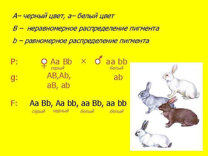 А– черный цвет, a– белый цвет B – неравномерное распределение пигмента b – равномерное