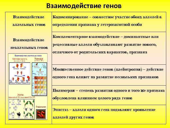 Взаимодействие генов Взаимодействие Кодоминирование – совместное участие обоих аллелей в аллельных генов определении признака