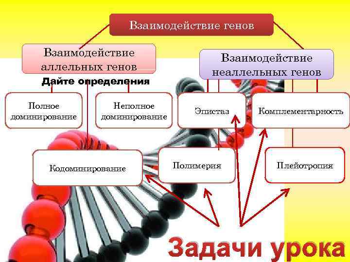 Взаимодействие генов Взаимодействие аллельных генов Дайте определения Полное доминирование Неполное доминирование Кодоминирование Взаимодействие неаллельных