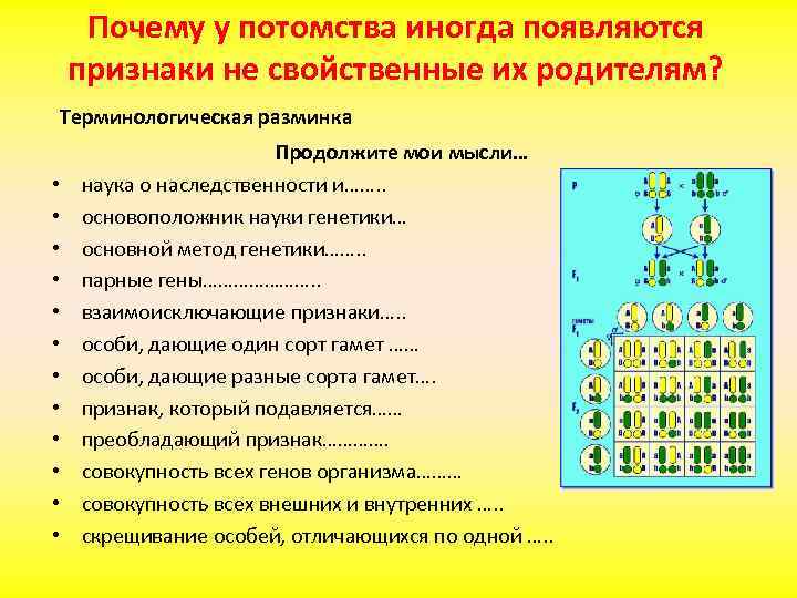 Почему у потомства иногда появляются признаки не свойственные их родителям? Терминологическая разминка • •