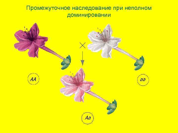 Промежуточное наследование при неполном доминировании АА аа Аа 