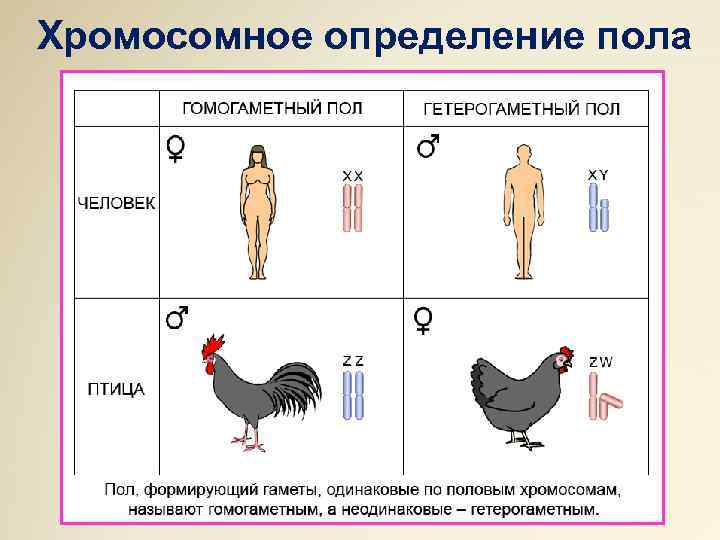 Хромосомное определение пола 