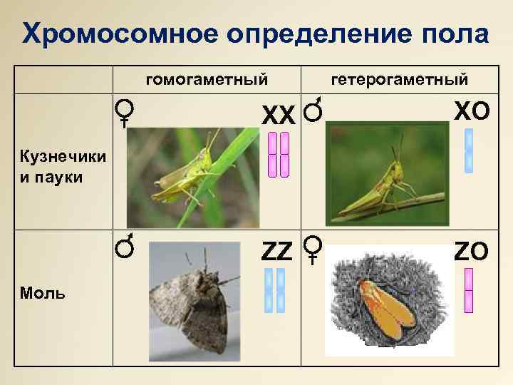 Хромосомное определение пола гомогаметный гетерогаметный ХХ ХO ZZ ZO Кузнечики и пауки Моль 