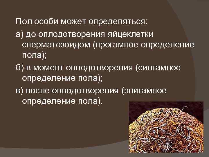 Пол особи может определяться: а) до оплодотворения яйцеклетки сперматозоидом (прогамное определение пола); б) в