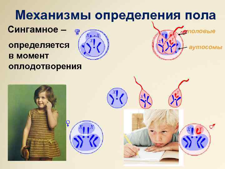 Механизмы определения пола Сингамное – определяется в момент оплодотворения половые аутосомы 