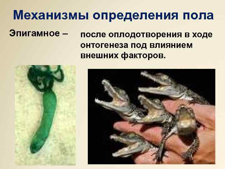 Механизмы определения пола Эпигамное – после оплодотворения в ходе онтогенеза под влиянием внешних факторов.