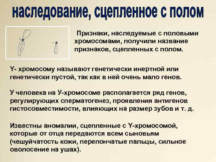 Признаки, наследуемые с половыми хромосомами, получили название признаков, сцепленных с полом. Y- хромосому называют