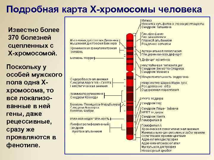 Подробная карта Х-хромосомы человека Известно более 370 болезней сцепленных с Х-хромосомой. Поскольку у особей