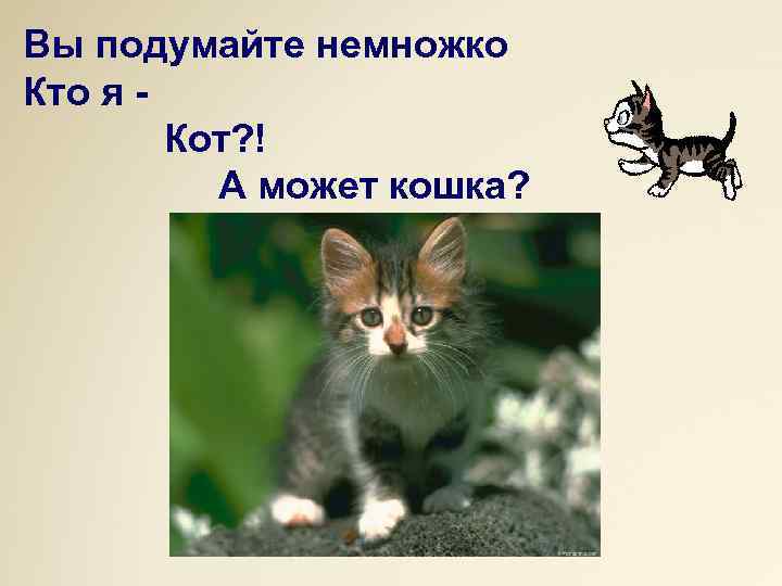 Вы подумайте немножко Кто я Кот? ! А может кошка? 