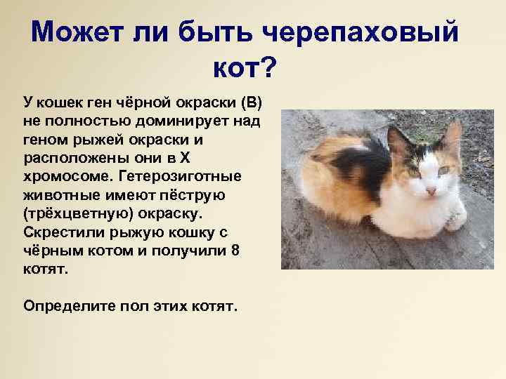 Может ли быть черепаховый кот? У кошек ген чёрной окраски (В) не полностью доминирует
