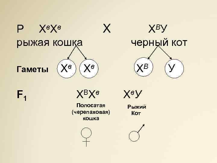 Х Р Х в рыжая кошка Гаметы F 1 Хв Хв Х ВХ в
