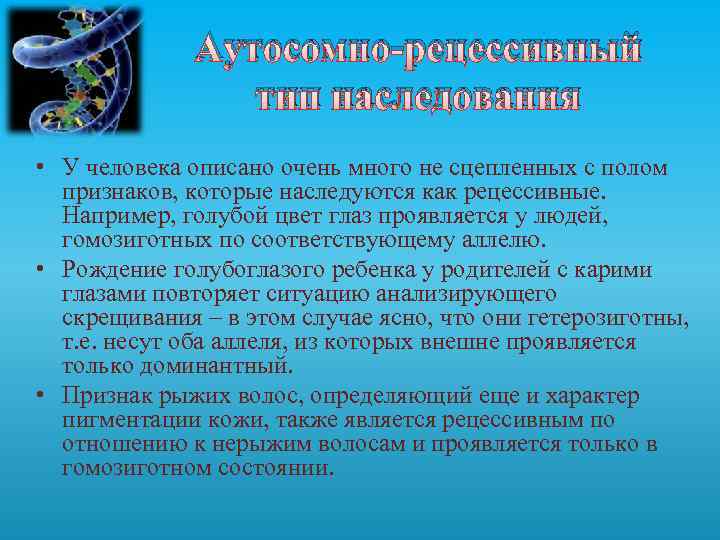 Аутосомно-рецессивный тип наследования • У человека описано очень много не сцепленных с полом признаков,