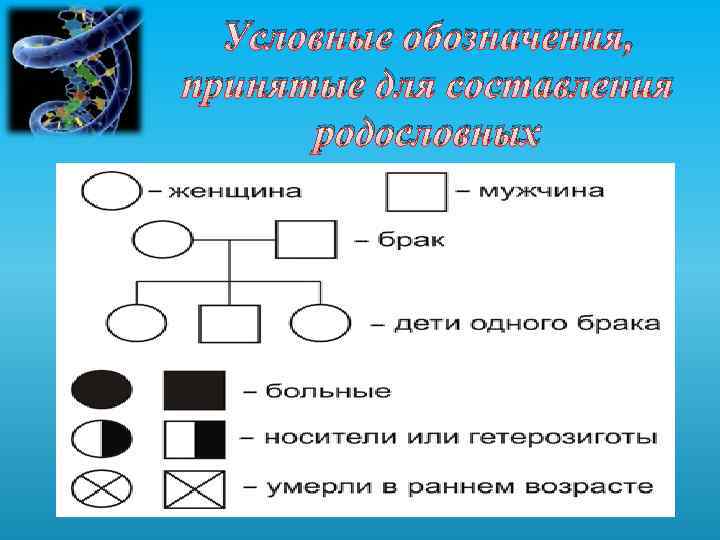Условные обозначения, принятые для составления родословных 