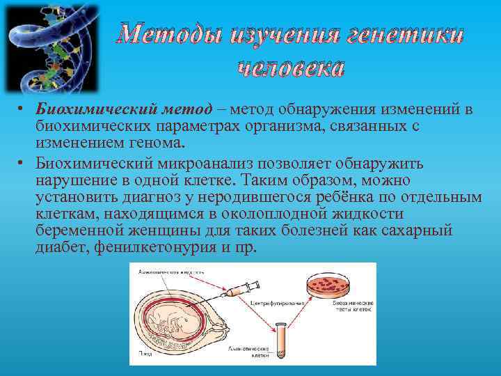Методы изучения генетики человека • Биохимический метод – метод обнаружения изменений в биохимических параметрах