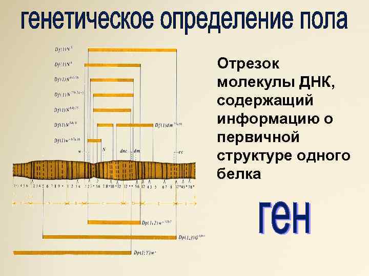Отрезок молекулы ДНК, содержащий информацию о первичной структуре одного белка 