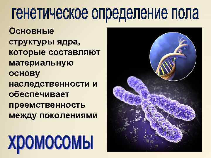 Основные структуры ядра, которые составляют материальную основу наследственности и обеспечивает преемственность между поколениями 
